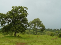 Icone da pequena cidade de Canavieiras - Estado de Bahia