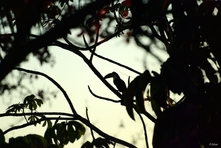 Icone da Chapada dos Guimaraes do Estado de Mato Grosso