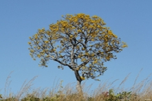 Icone da arvore Ipe - Chapada dos Guimaraes - Estado de Mato Grosso