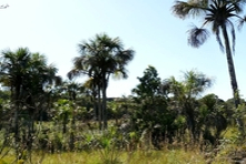 Icone da Chapada dos Guimaraes do Estado de Mato Grosso