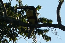 Icone da Chapada dos Guimaraes do Estado de Mato Grosso