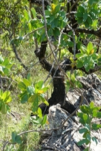 Foto do parque localizado acimado do vilarejo Pirenópolis - Estado de Goias