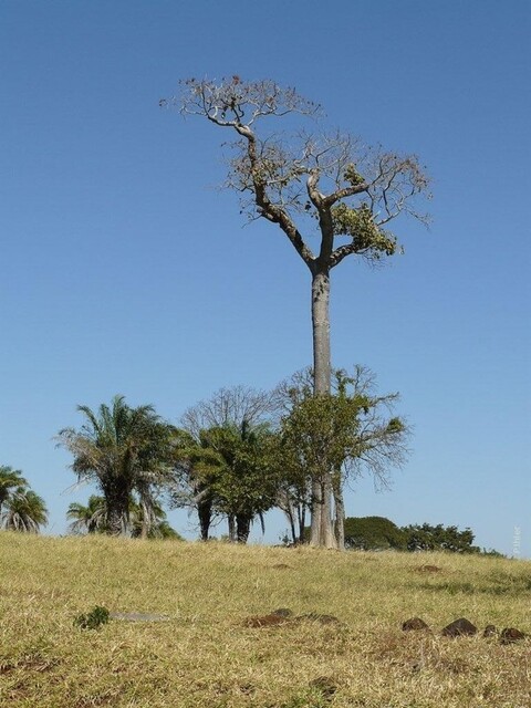 Icone cidade Barra dos Garças - fronteira do Estado de Mato Grosso com aquele de Goiás